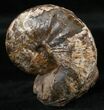 Hoploscaphities Comprimus Ammonite - SD #16986-1